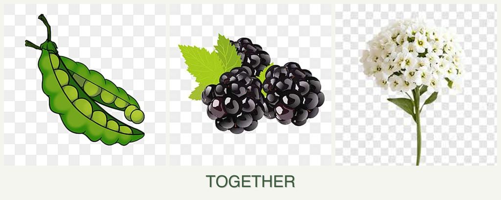 Can you plant peas, blackberries and alyssum together?