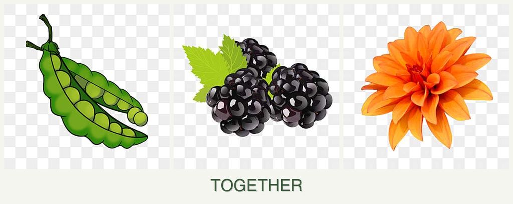Can you plant peas, blackberries and dahlias together?