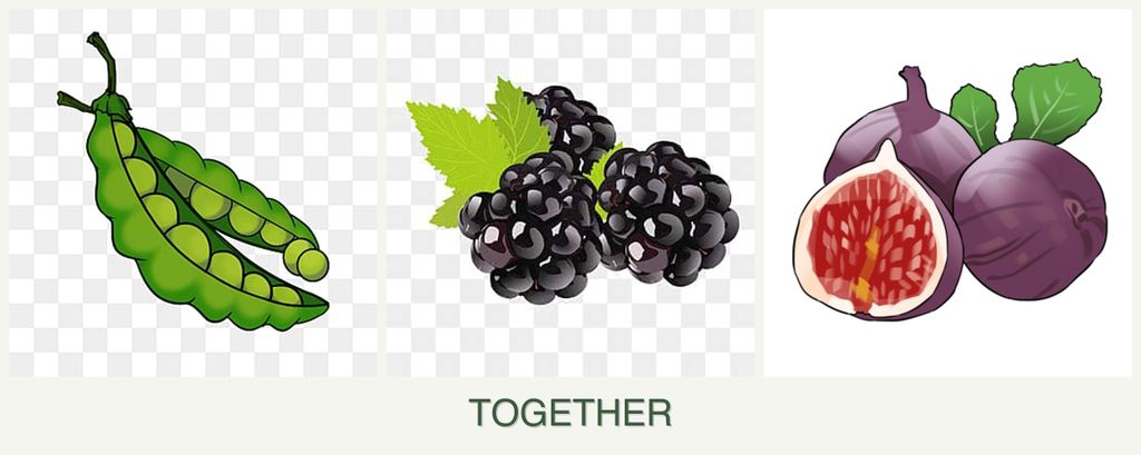 Can you plant peas, blackberries and figs together?