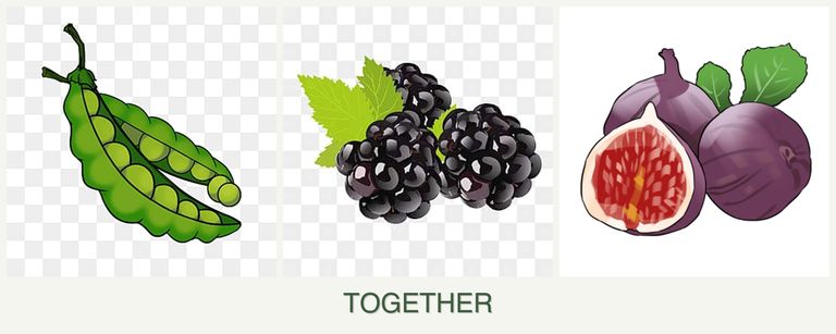 Can you plant peas, blackberries and figs together?