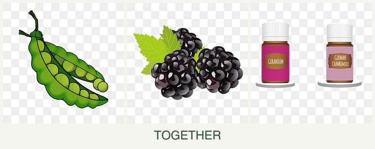 Can you plant peas, blackberries and geraniums together?