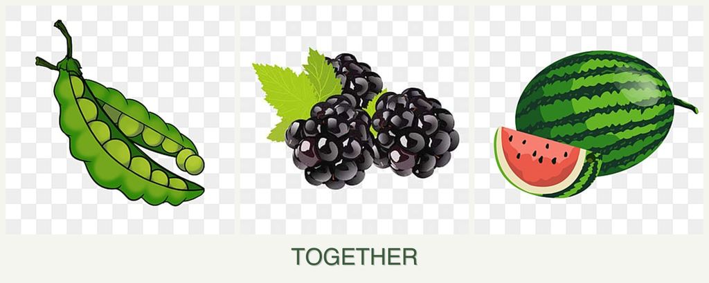 Can you plant peas, blackberries and melons together?