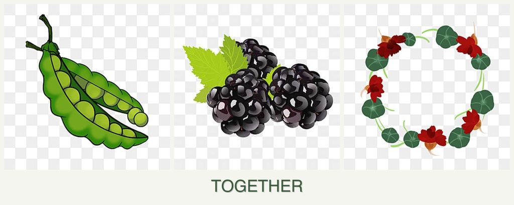 Can you plant peas, blackberries and nasturtiums together?