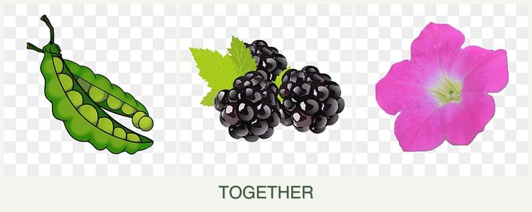 Can you plant peas, blackberries and petunias together?