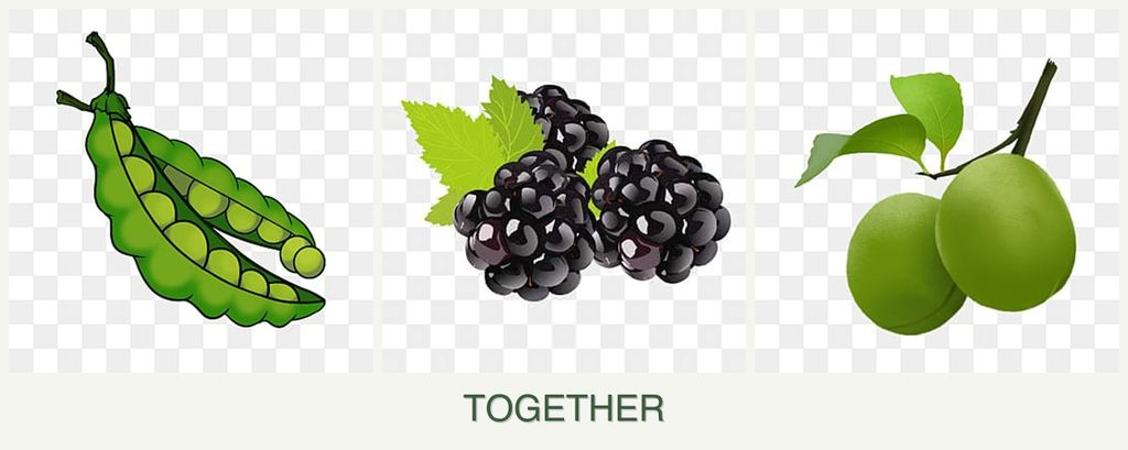 Can you plant peas, blackberries and plums together?