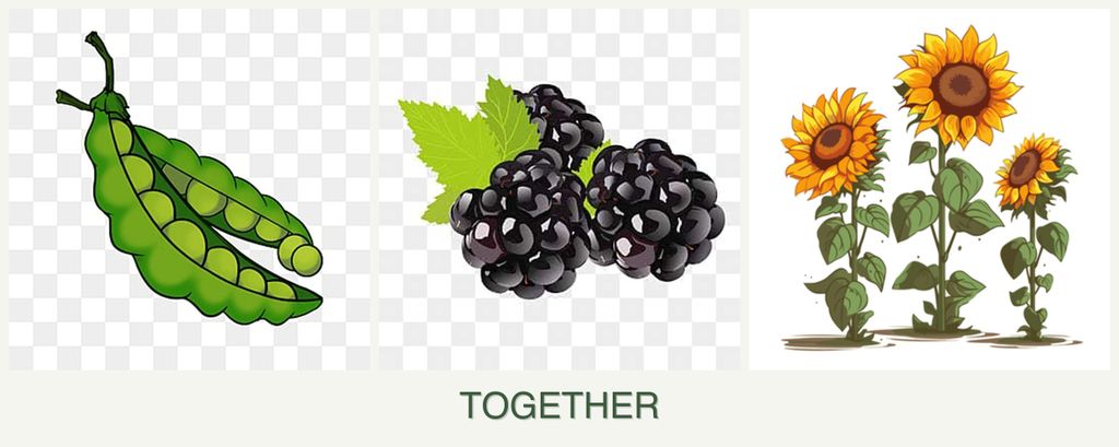 Can you plant peas, blackberries and sunflowers together?