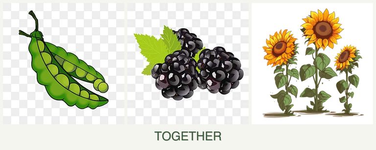Can you plant peas, blackberries and sunflowers together?