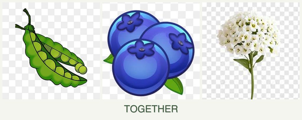 Can you plant peas, blueberries and alyssum together?