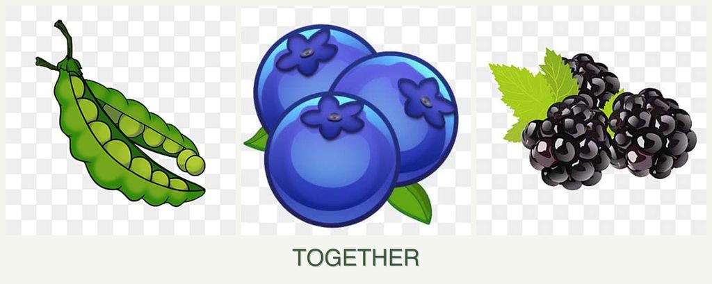Can you plant peas, blueberries and blackberries together?