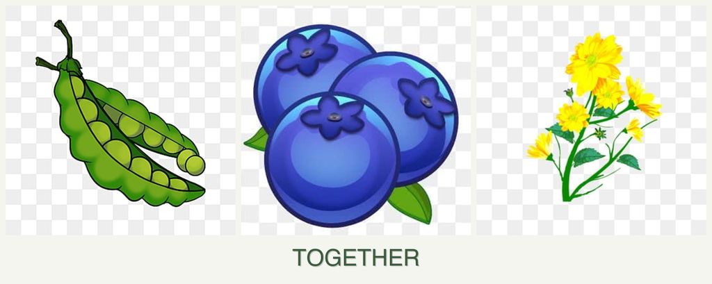 Can you plant peas, blueberries and calendula together?