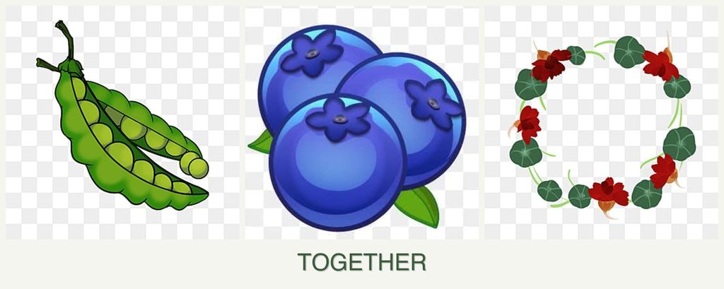 Can you plant peas, blueberries and nasturtiums together?