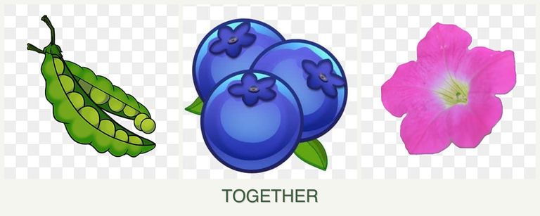 Can you plant peas, blueberries and petunias together?