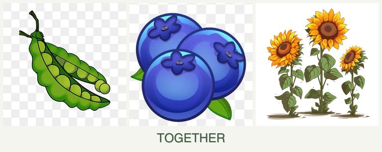 Can you plant peas, blueberries and sunflowers together?