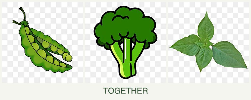 Can you plant peas, broccoli and basil together?