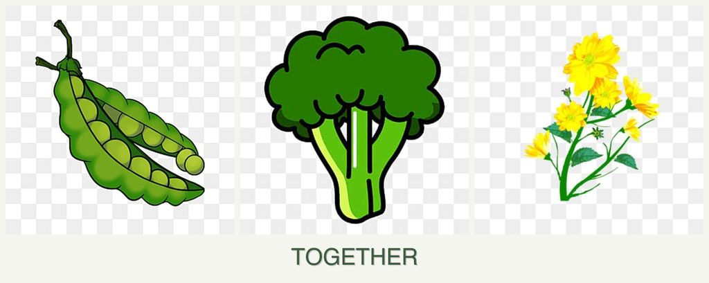 Can you plant peas, broccoli and calendula together?