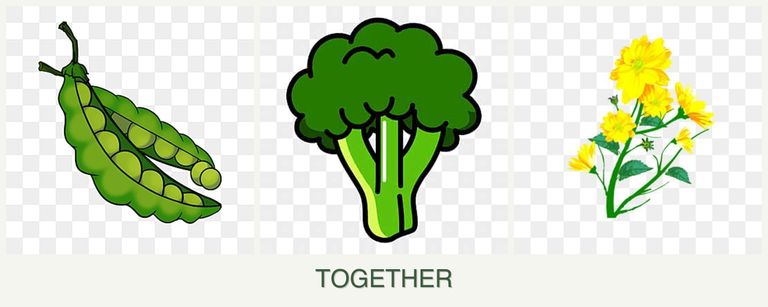 Can you plant peas, broccoli and calendula together?