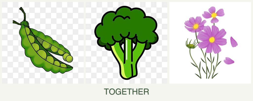 Can you plant peas, broccoli and cosmos together?