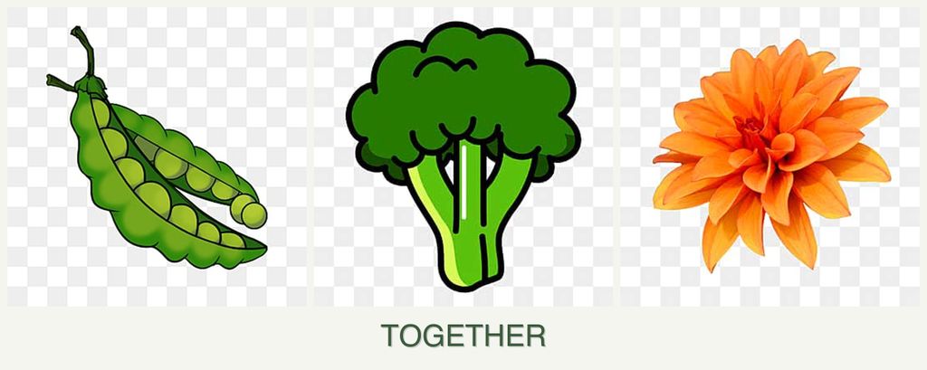 Can you plant peas, broccoli and dahlias together?
