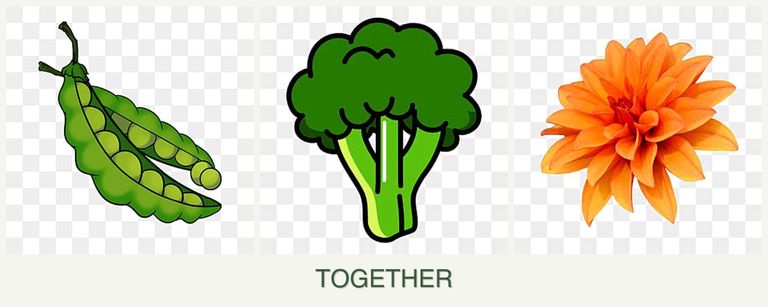 Can you plant peas, broccoli and dahlias together?