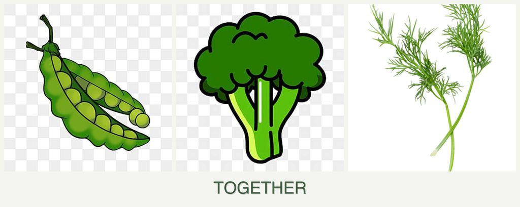 Can you plant peas, broccoli and dill together?