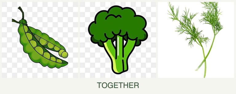 Can you plant peas, broccoli and dill together?