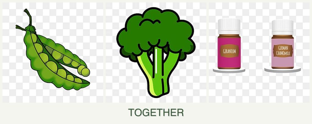 Can you plant peas, broccoli and geraniums together?