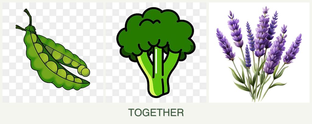 Can you plant peas, broccoli and lavender together?