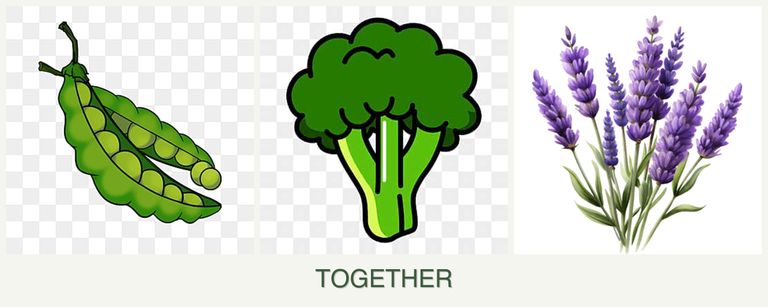 Can you plant peas, broccoli and lavender together?