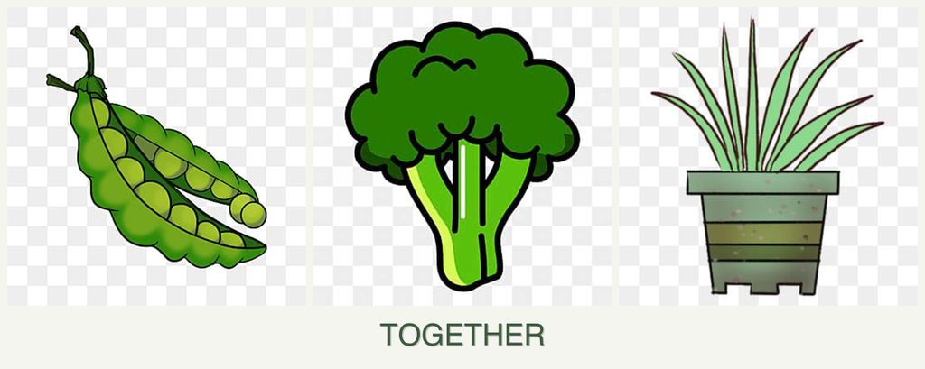 Can you plant peas, broccoli and lemongrass together?