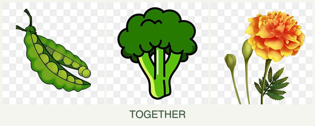 Can you plant peas, broccoli and marigolds together?