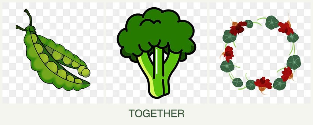 Can you plant peas, broccoli and nasturtiums together?