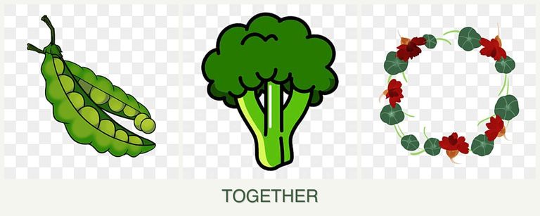 Can you plant peas, broccoli and nasturtiums together?