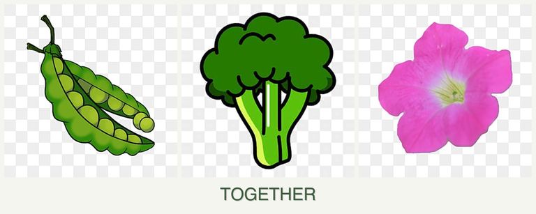 Can you plant peas, broccoli and petunias together?