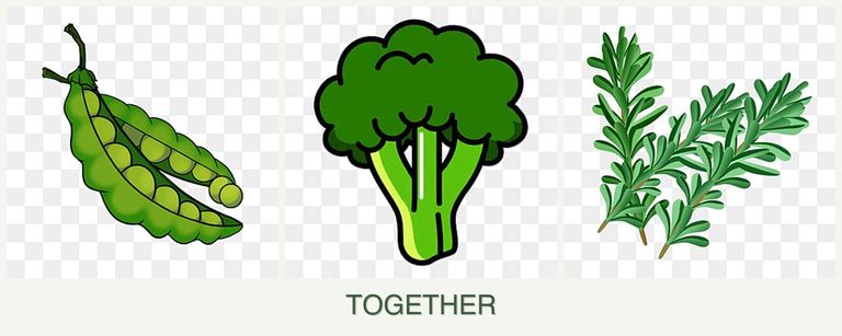 Can you plant peas, broccoli and rosemary together?