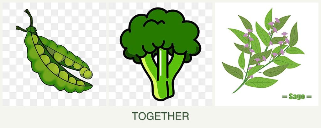Can you plant peas, broccoli and sage together?