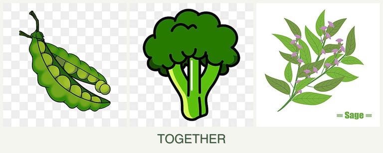 Can you plant peas, broccoli and sage together?