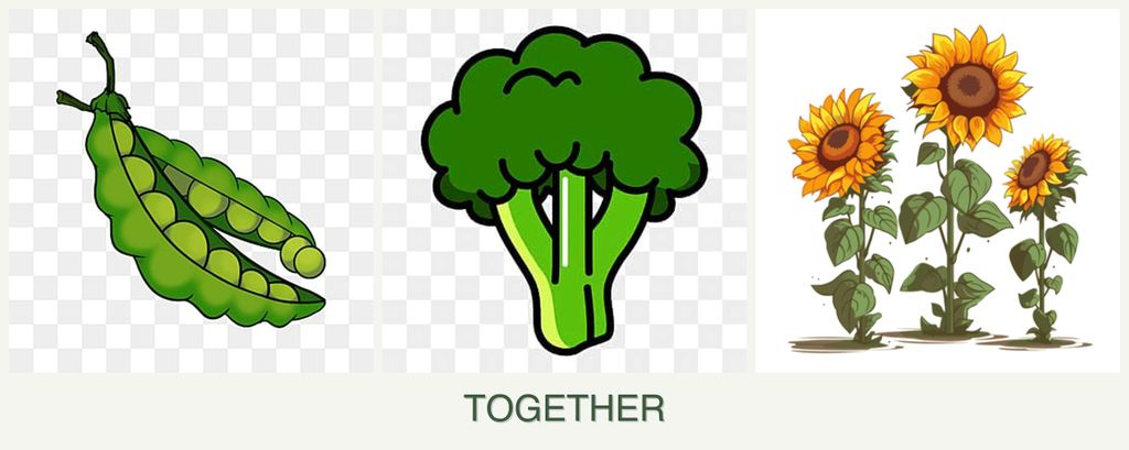 Can you plant peas, broccoli and sunflowers together?