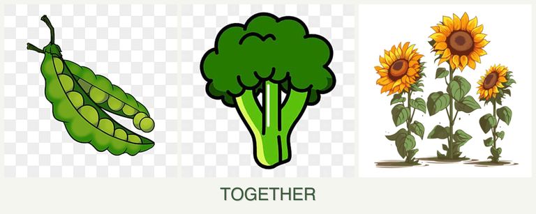 Can you plant peas, broccoli and sunflowers together?