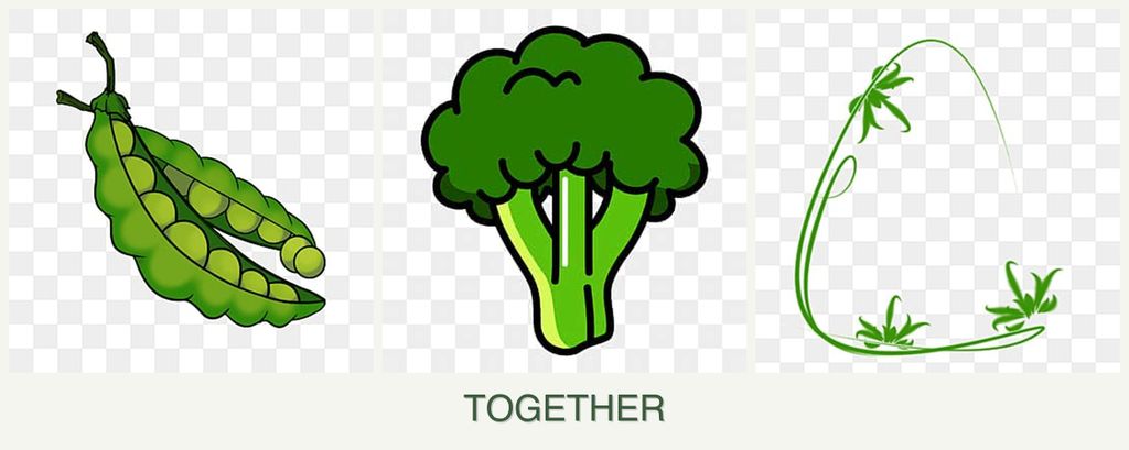 Can you plant peas, broccoli and tarragon together?