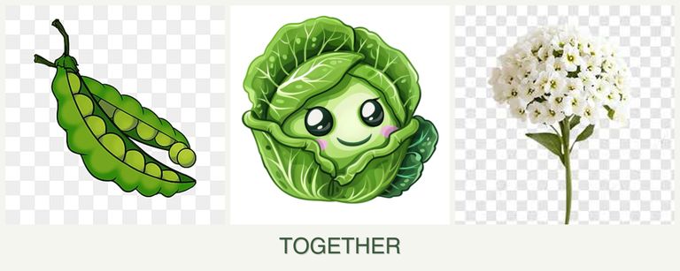 Can you plant peas, cabbage and alyssum together?