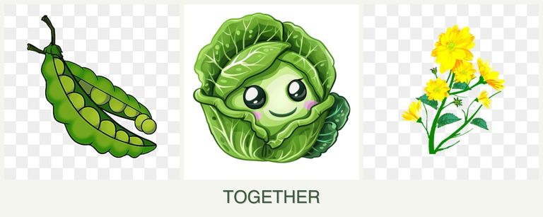 Can you plant peas, cabbage and calendula together?