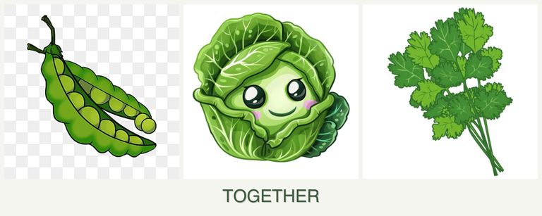 Can you plant peas, cabbage and cilantro together?