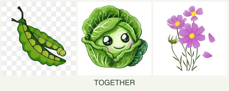 Can you plant peas, cabbage and cosmos together?