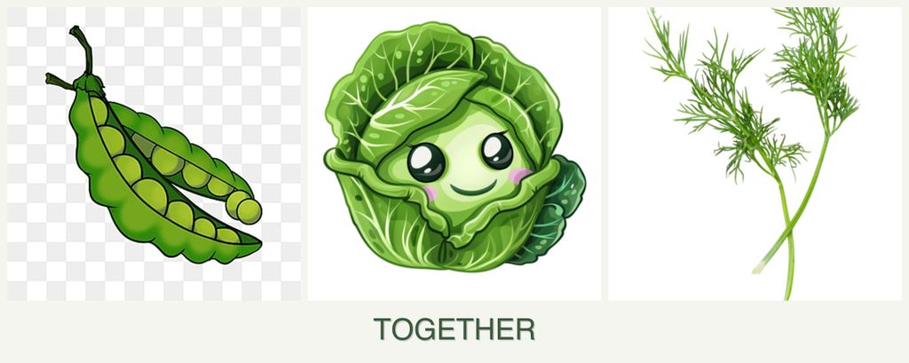 Can you plant peas, cabbage and dill together?