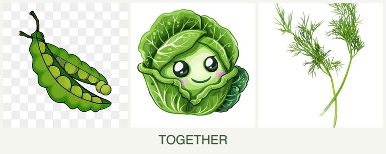 Can you plant peas, cabbage and dill together?