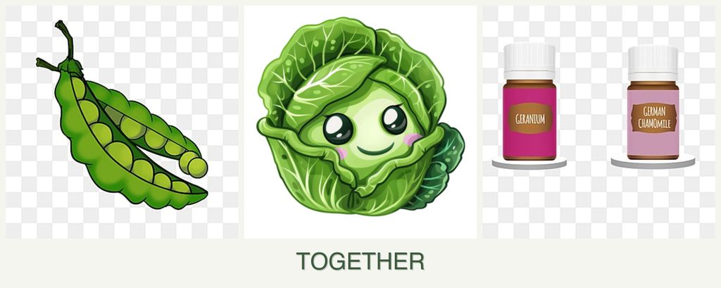 Can you plant peas, cabbage and geraniums together?