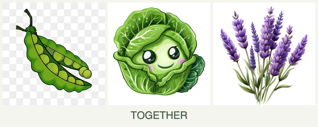 Can you plant peas, cabbage and lavender together?