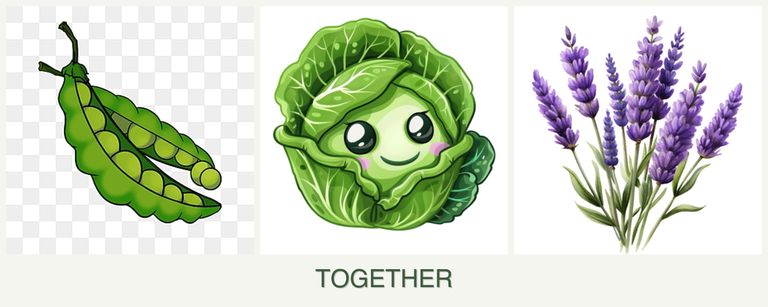 Can you plant peas, cabbage and lavender together?