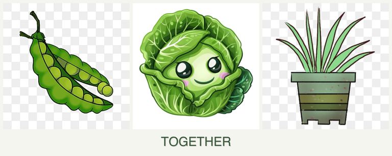 Can you plant peas, cabbage and lemongrass together?