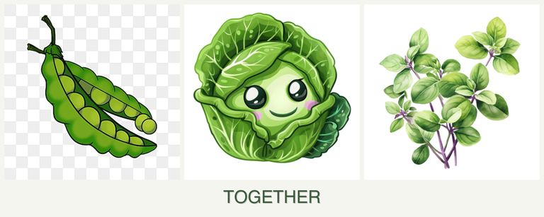 Can you plant peas, cabbage and oregano together?